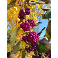 Krásnoplodka - Callicarpa bodinieri 'Profusion' - na 90cm kmeni