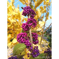 Krásnoplodka - Callicarpa bodinieri 'Profusion' - na 90cm kmeni