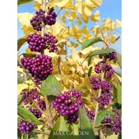 Krásnoplodka - Callicarpa bodinieri 'Profusion' - na 90cm kmeni