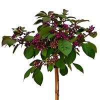 Krásnoplodka - Callicarpa bodinieri 'Profusion' Co3L 30/40