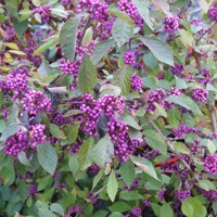 Krásnoplodka - Callicarpa bodinieri 'Profusion' Co3L 30/40