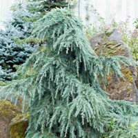 Céder himalájsky - Cedrus deodara ´Feelin Blue´ Co3L 30/35