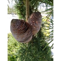 Céder himalájsky - Cedrus deodara ´Feelin Blue´ Co3L 30/35