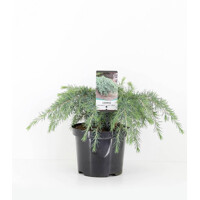 Céder himalájsky - Cedrus deodara ´Feelin Blue´ Co3L 30/35