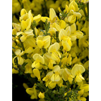 Zanoväť - Cytisus praecox 'Vanesse' P15 30/40