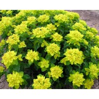Euphorbia polychroma V9