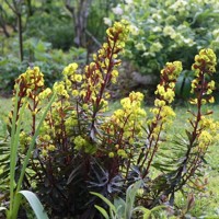 Euphorbia amygdaloides ´Purpurea´ Co1,5L