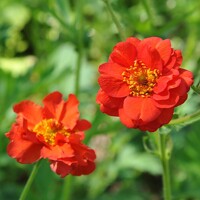Kuklík - Geum ´Pretticoats Peach´ Co15
