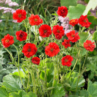 Kuklík - Geum ´Pretticoats Peach´ Co15