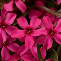Flox šidlolistý - Phlox subulata
