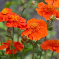 Kuklík - Geum ´Pretticoats Peach´ Co15