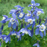 Aquilegia caerulea  'Spring Magic Navy and White' Co10,5