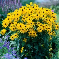 Rudbekia žiarivá  - Rudbeckia fulgida Goldstrum