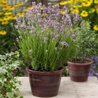 Levanduľa úzkolistá  - Lavandula angustifolia 'Rosea' P13