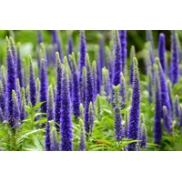 Veronica spicata 'Ulster Blue' P14
