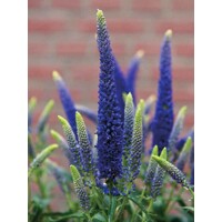 Veronica spicata 'Ulster Blue' P14