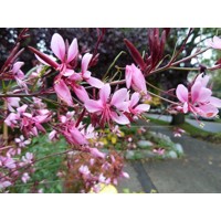 Gaura lindheimeri ´Siskiyou Pink´ P13