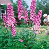 Stračonôžka - Delphinium 'Astolat' K9