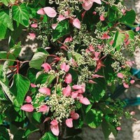 Hortenzia metlinatá - Hydrangea petiolaris 'Miranda'  Co2L 40+