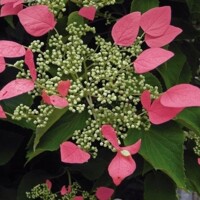 Hortenzia metlinatá - Hydrangea petiolaris 'Miranda'  Co2L 40+