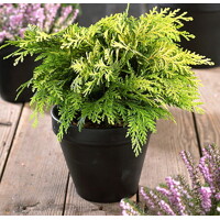 Cypruštek Lawsonov - Chamaecyparis lawsoniana ´Sunkist´ Co3L 20/30