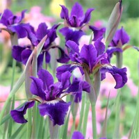 Iris sibirica - MIX farieb P11 10/15