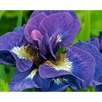 Iris sibirica - MIX farieb P11 10/15