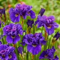 Iris sibirica - MIX farieb P11 10/15