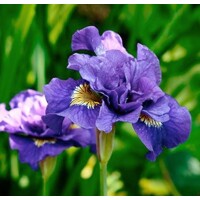 Iris sibirica - MIX farieb P11 10/15