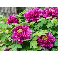 Pivonka drevitá - Paeonia Suffruticosa ´Luo Yang Hong´  P11
