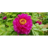 Pivonka drevitá - Paeonia Suffruticosa ´Luo Yang Hong´  P11