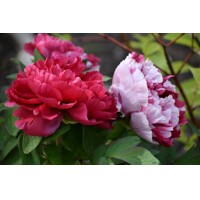 Pivonka čínska - Paeonia suffruticosa ´Shima Nishiki´ P11