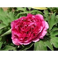 Pivonka drevitá - Paeonia suffruticosa 'Wu Long Peng Sheng'  P11