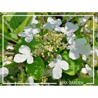 Kalina - Viburnum plicatum ´Kilimanjaro´Co2,5L 20/30