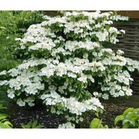 Kalina - Viburnum plicatum ´Kilimanjaro´Co2,5L 20/30