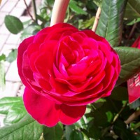 Ruža záhonová - Rosa floribunda ´Grand Selection´