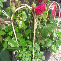 Ruža záhonová - Rosa floribunda ´Grand Selection´