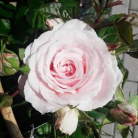 Ruža záhonová - Rosa floribunda ´Grand Selection´