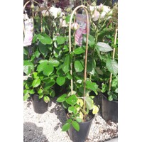 Ruža záhonová - Rosa floribunda ´Grand Selection´