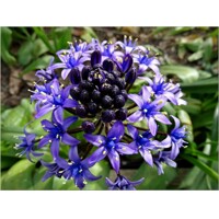 Scilla peruviana ´Caribbean Jewels´ P17