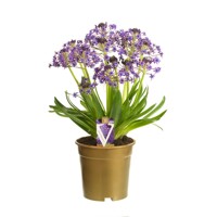 Scilla peruviana ´Caribbean Jewels´ P17