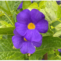 Thunbergia battiscombei P17 60/70