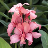 Canna indica - Kana indická - broskyňová P14