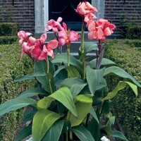 Canna indica - Kana indická - broskyňová P14