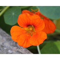 Kapucínka väčšia - Tropaeolum majus P12