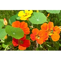 Kapucínka väčšia - Tropaeolum majus P12