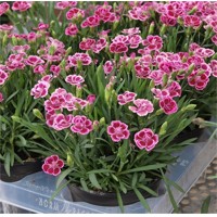 Dianthus gratianopolitanus 'Pink Kisses' P12