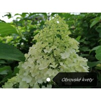 Hortenzia metlinatá - Hydrangea Paniculata ’Limelight' P23  40/50