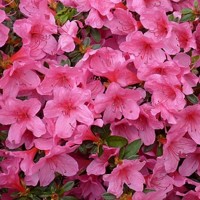 Azalka japonská - Azalea japonica  'Melina'  Co2.5L 20/30