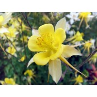Aquilegia caerulea 'Spring Magic Yellow'